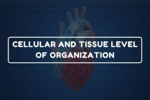 Tissue Level of Organization – B.Pharm HAP-I Chapter 1 diagram