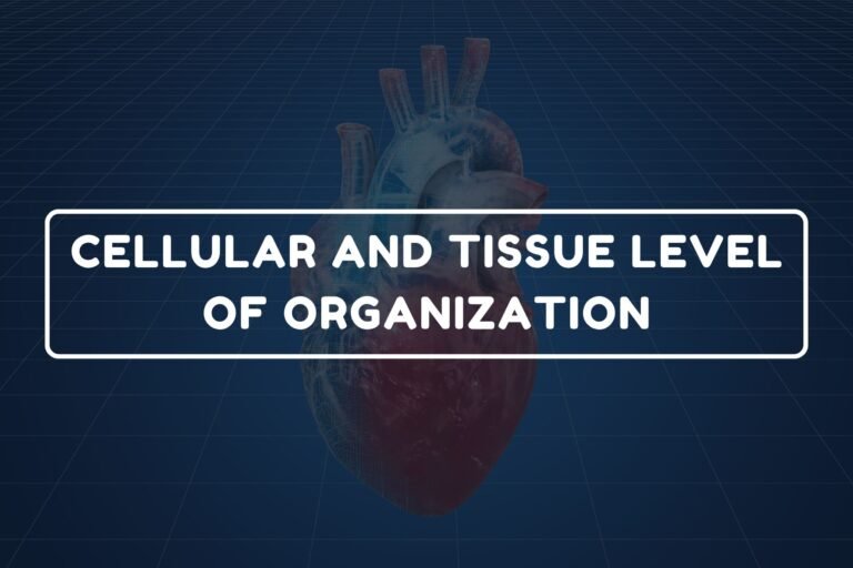 Tissue Level of Organization – B.Pharm HAP-I Chapter 1 diagram