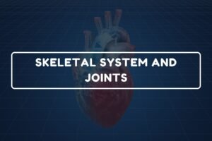 Skeletal System and Joints – B.Pharm HAP-I Chapter 10 diagram