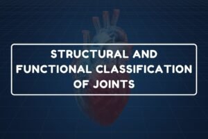 Classification of Joints – B.Pharm HAP-I Chapter 12 diagram