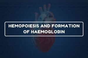 Formation of Haemoglobin – B.Pharm HAP-I Chapter 15 diagram