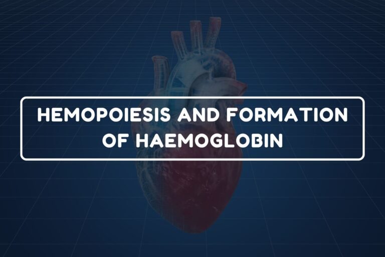 Formation of Haemoglobin – B.Pharm HAP-I Chapter 15 diagram