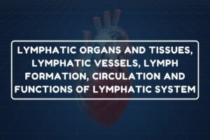 Lymphatic System – B.Pharm HAP-I Chapter 17 diagram