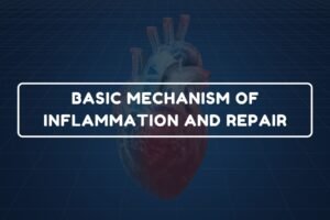 Inflammation and Repair – B.Pharm HAP-I Chapter 18 diagram