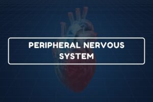 Peripheral Nervous System – B.Pharm HAP-I Chapter 20 diagram
