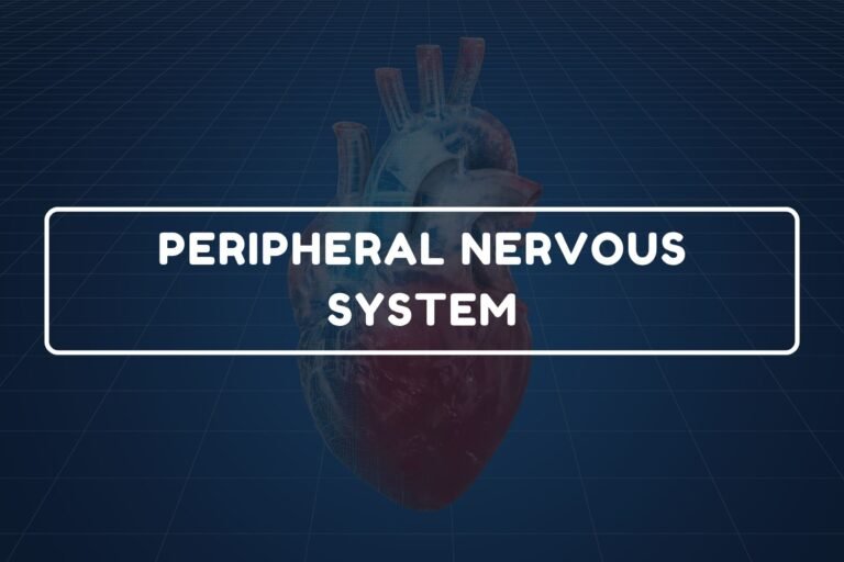 Peripheral Nervous System – B.Pharm HAP-I Chapter 20 diagram