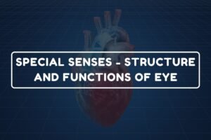 Functions of Eye – B.Pharm HAP-I Chapter 21 diagram