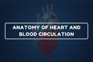 Anatomy of Heart – B.Pharm HAP-I Chapter 23 diagram