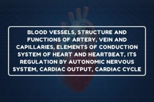 Cardiac Cycle – B.Pharm HAP-I Chapter 24 diagram