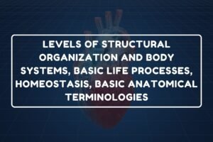 Levels of Structural Organization – B.Pharm HAP-I Chapter 3 diagram