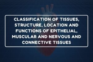 Classification of Tissues – B.Pharm HAP-I Chapter 6 diagram
