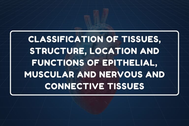 Classification of Tissues – B.Pharm HAP-I Chapter 6 diagram