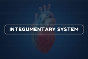 Integumentary System – B.Pharm HAP-I Chapter 8 diagram